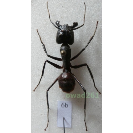 Camponotus gigas Latreille, 1802 Malaysia6b